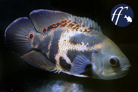 花豬魚|奧斯卡．花豬．地圖魚